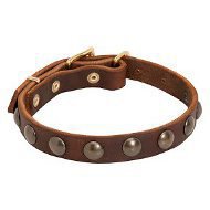 Puppy Dog Collar with Half-Ball Brass Studs