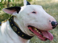 Royal Dog Collar for Bull Terrier | Padded Dog Collar, Leather