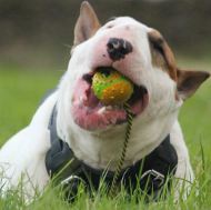 Dog Training Rubber Ball on Rope for English Bull Terrier