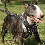 Spiked Dog Harness of Genuine Leather for English Bull Terrier