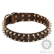 Spiked Dog Collar of Exclusive Design for Staffordshire Terrier