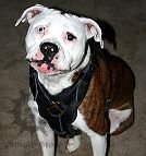 Padded Dog Harness for English Staffy | Leather Dog Harness UK