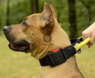 Nylon
Dog Collar | Best Dog Collar for Staffordshire
Terrier