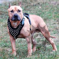 Amstaff Harness of Leather with Spiked Chest Plate