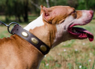 Vintage Dog Collar for Pitbull | Designer Dog Collar,
Leather