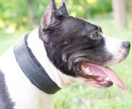 Soft Leather Dog Collar | Padded Dog Collar for Amstaff