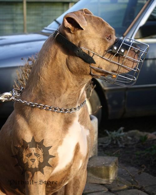 Staffordshire Bull Terrier Wire Basket Muzzle for
Drinking