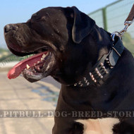 African Boerboel Dog Collar of Wide Width