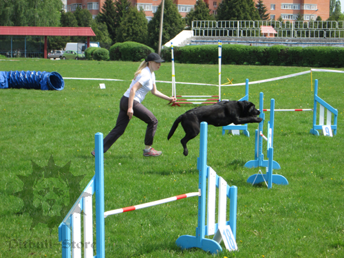 Big Dog in Agility