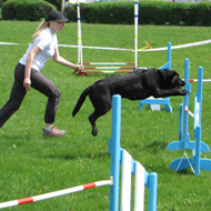 Dog Agility Training