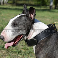 Bestseller! Wide Leather Agitation Dog Collar for Bull Terrier