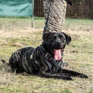 Leather Dog Harness for Bandog Agitation Training