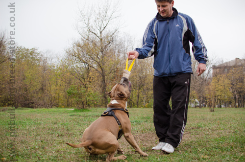 Dog Bite
Tug for Amstaff