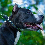 Smart Amstaff Collar with Silver Moons Around