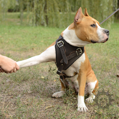 Staffy's Body Language