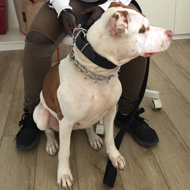 Dog Communication: How to Understand How to Understand Dog Signals