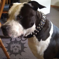 Spiked Dog Collar for Walk in Style with Amstaff