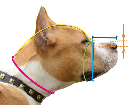 How to Measure Muzzle Size