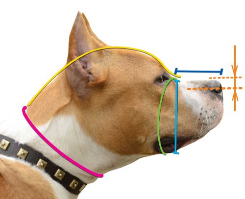 How to size muzzle