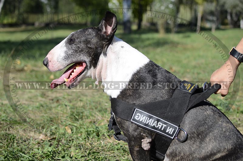 best harness for bull terrier