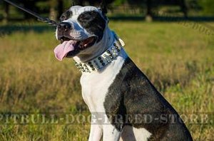 Best Christmas Dog Collar