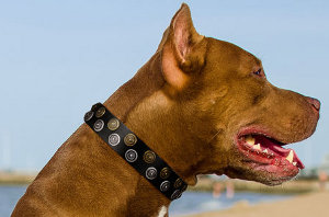 Best Dog Collar for Pitbull