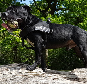 Best Dog Harness 2020