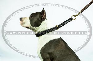 Best Dog Leash for Pitbull