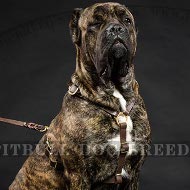 Best Harness for Cane Corso Tracking and Training