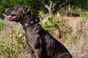 Best Pitbull Leash