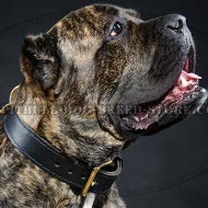 Best Type of Collar for Cane Corso Control with Handle