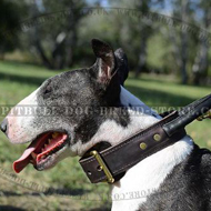 Dog Collar with Handle