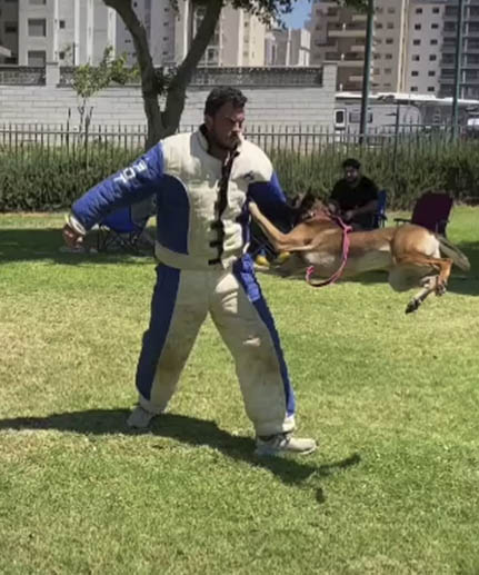 dog bite suit FDT blue and white