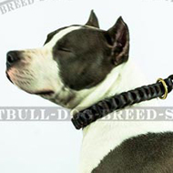 Super Trendy Braided Leather Dog Collar for Amstaff