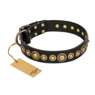 "Gold Mine" FDT Artisan Brass Studded Dog Collar for Staffies