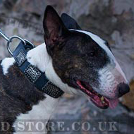 Wide Dog Collar for Bull Terrier Daily Walks