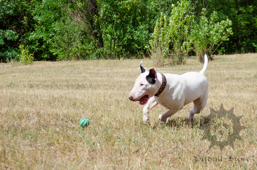 Bullterrier in Collar