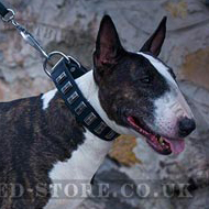 Bull Terrier Collar Adorned with Shining Long Plates