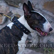 Studded Dog Collar of Simple Gorgeousness for
Bull Terrier