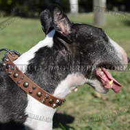 Good Quality Collar UK for Bull Terrier with Pyramids and Studs