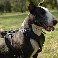 Bull Terrier Harness for Attack, Agitation, Soft Padded