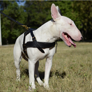 English Bull Terrier Harness UK