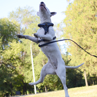 Bull Terrier
Training