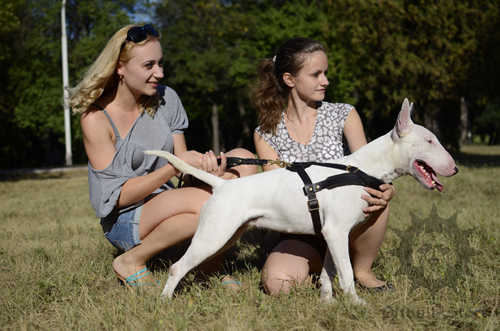 Bullterrier in Girls' Company