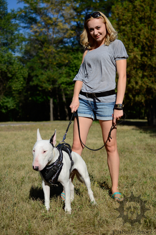 Painted Dog Harness on Bully