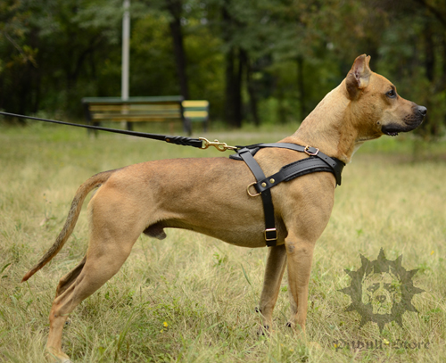 Calm Pitbull on a Walk