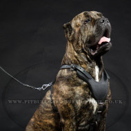 Cane Corso Training Harness