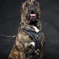 Cane Corso Chest Harness of Leather, Super Strong