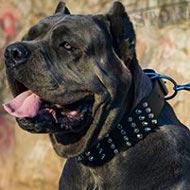 Cane Corso Collar Leather Extra Large with Spikes and Cones