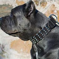 Cane Corso Collar Leather Extra Large with 4 Rows of Spikes
